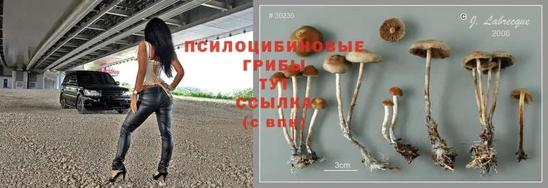 Псилоцибиновые грибы Magic Shrooms  Рыбинск 